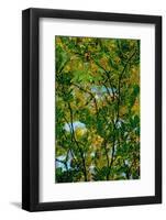 Tree-Andr? Burian-Framed Photographic Print