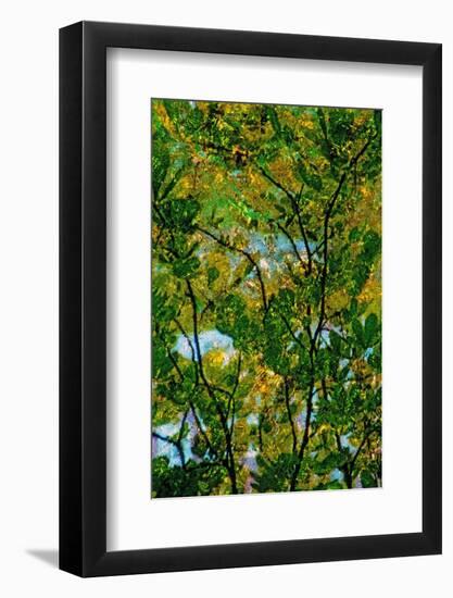 Tree-Andr? Burian-Framed Photographic Print