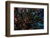 Tree-Andr? Burian-Framed Photographic Print