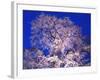 Tree-WizData-Framed Photographic Print