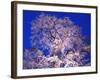 Tree-WizData-Framed Photographic Print