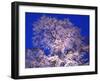Tree-WizData-Framed Photographic Print