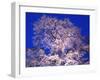 Tree-WizData-Framed Photographic Print