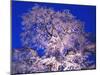 Tree-WizData-Mounted Photographic Print