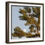 Tree-null-Framed Photographic Print