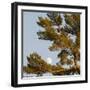 Tree-null-Framed Photographic Print