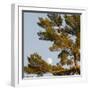 Tree-null-Framed Photographic Print