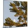 Tree-null-Mounted Photographic Print