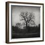 Tree-Tomislav Bogovic-Framed Photographic Print