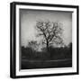 Tree-Tomislav Bogovic-Framed Photographic Print