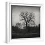 Tree-Tomislav Bogovic-Framed Photographic Print