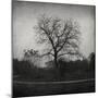 Tree-Tomislav Bogovic-Mounted Photographic Print