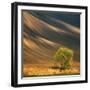 Tree-Krzysztof Browko-Framed Photographic Print