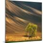 Tree-Krzysztof Browko-Mounted Photographic Print