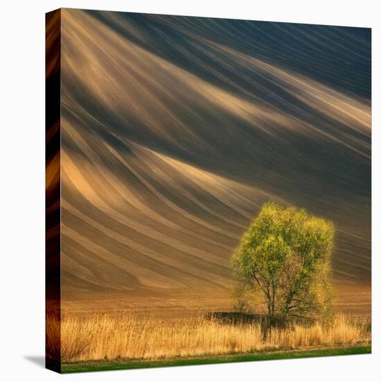 Tree-Krzysztof Browko-Stretched Canvas