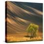 Tree-Krzysztof Browko-Stretched Canvas