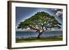 Tree-Robert Kaler-Framed Photographic Print