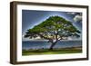 Tree-Robert Kaler-Framed Photographic Print