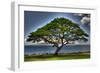 Tree-Robert Kaler-Framed Photographic Print