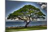 Tree-Robert Kaler-Mounted Photographic Print