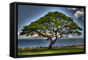 Tree-Robert Kaler-Framed Stretched Canvas