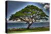 Tree-Robert Kaler-Stretched Canvas