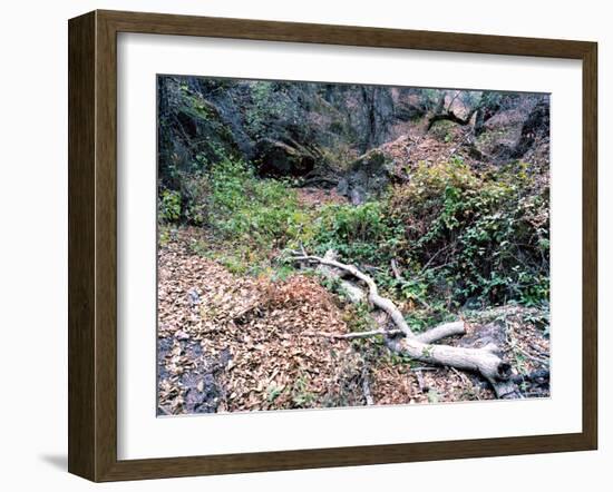 Tree-Carli Choi-Framed Photographic Print