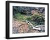 Tree-Carli Choi-Framed Photographic Print