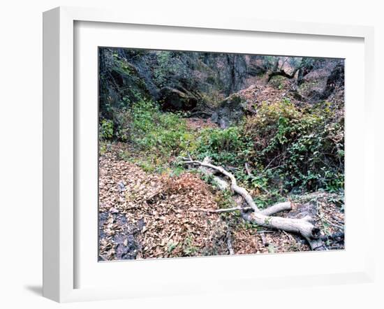 Tree-Carli Choi-Framed Photographic Print