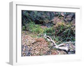 Tree-Carli Choi-Framed Photographic Print