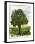 Tree-Sarah Thompson-Engels-Framed Giclee Print