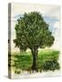 Tree-Sarah Thompson-Engels-Stretched Canvas