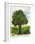 Tree-Sarah Thompson-Engels-Framed Giclee Print