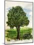 Tree-Sarah Thompson-Engels-Mounted Giclee Print