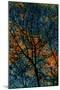 Tree-Andre Burian-Mounted Giclee Print
