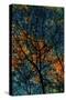 Tree-Andre Burian-Stretched Canvas