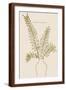 Brown Frame