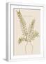 White Frame