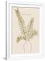 Gramercy White