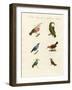 Treecreepers and Hummingbirds-null-Framed Giclee Print