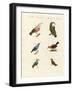 Treecreepers and Hummingbirds-null-Framed Giclee Print