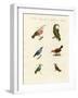 Treecreepers and Hummingbirds-null-Framed Giclee Print