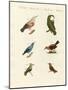 Treecreepers and Hummingbirds-null-Mounted Giclee Print