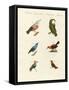 Treecreepers and Hummingbirds-null-Framed Stretched Canvas