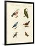 Treecreepers and Hummingbirds-null-Framed Giclee Print