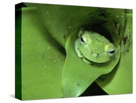 Treefrog in Center of Plant-Joe McDonald-Stretched Canvas