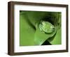 Treefrog in Center of Plant-Joe McDonald-Framed Photographic Print