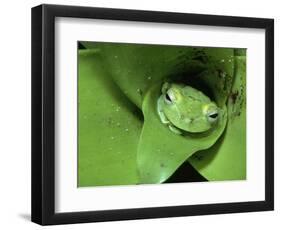 Treefrog in Center of Plant-Joe McDonald-Framed Photographic Print