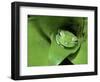 Treefrog in Center of Plant-Joe McDonald-Framed Photographic Print