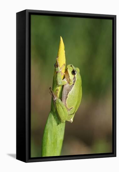 Treefrog on Iris-null-Framed Stretched Canvas